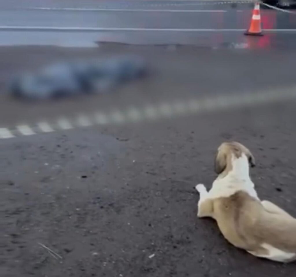 Cachorro permanece ao lado da tutora após mulher morrer atropelada por caminhão em rodovia