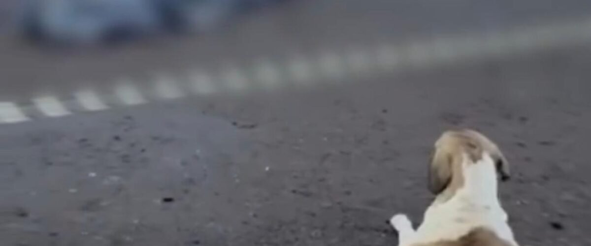 Cachorro permanece ao lado da tutora após mulher morrer atropelada por caminhão em rodovia