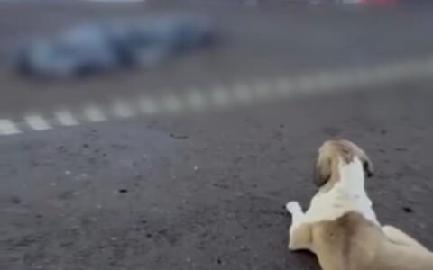 Cachorro permanece ao lado da tutora após mulher morrer atropelada por caminhão em rodovia